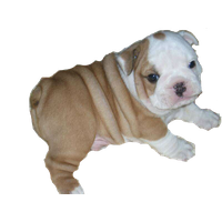 Bulldog Png