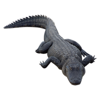 Alligator Free Download